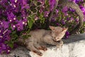 a kitten is resting in the shade of a bougainvillea