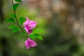 Bougainvillea Spectabilis Royalty Free Stock Photo