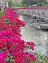 Bougainvillea spectabilis along Kai Tak River at Hong Kong Royalty Free Stock Photo