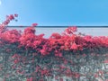 Great Bougainvillea overgrown the white wall, sky background.