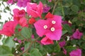 Bougainvillea spectabilis beautiful flower closeup Royalty Free Stock Photo