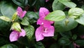 Bougainvillea spectabilis