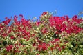 Bougainvillea spectabilis flowering