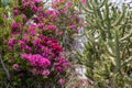 Bougainvillea spectabilis, purple flower thorny plant, spiny green cactus with red flower