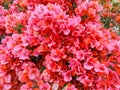 Bougainvillea spectabilis Willd or Bougainvillea glabra Choisy. Also known as great bougainvillea, Bougainvillea glabra, the