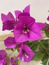 Bougainvillea spectabilis Willd. Planted in spring