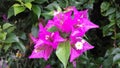 Bougainvillea spectabilis Willd, White - Pink Flower Royalty Free Stock Photo