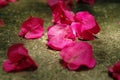 Bougainvillea spectabilis wind Royalty Free Stock Photo