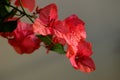 Bougainvillea spectabilis wind with dewdrops