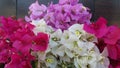 Bougainvillea spp paper flower plantae