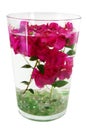 Bougainvillea stems in water Royalty Free Stock Photo
