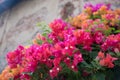 Bougainvillea In the temple Royalty Free Stock Photo