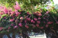 Bougainvillea thorny ornamental vine bush or tree. The inflorescence is colourful sepal like bracts surround three simple flowers.