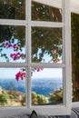 Bougainvillea tree in Greece Royalty Free Stock Photo