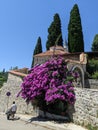 Bougainvillea tree scrambling over the wall with their spiky thorns Royalty Free Stock Photo