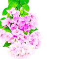 Bougainvillea