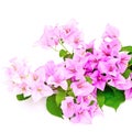 Bougainvillea