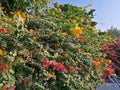Bougainvillea vines with flowers Royalty Free Stock Photo