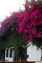 Bougainvillea Vines Royalty Free Stock Photo