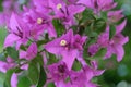 Bougainvillea Violet. A beautiful bush with many purple flowers. Sunny day. A shot without people Royalty Free Stock Photo