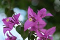 Bougainvillea Violet. A beautiful bush with many purple flowers. Sunny day. A shot without people Royalty Free Stock Photo