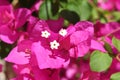 Bougainvillea