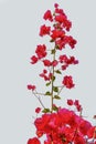 Bougainvillea with white background