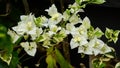 Beautiful Bougainvillea White Cascade blooming in the mini garden