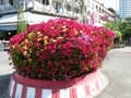 Bougainvillea (B. spectabilis)