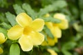 Bougainvillea yellow flower or Allamanda catharticaL. The flowers are bright yellow.