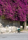 bougainvilleas flowers Royalty Free Stock Photo