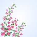 Bougainvilleas flowers vector design. Royalty Free Stock Photo
