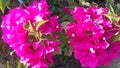 Bougainvillia flowers in morning sunlight for wallpaper and screen saver Royalty Free Stock Photo