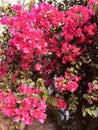 Bougainvillia in full flower in summer, Spain Royalty Free Stock Photo