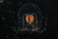 Bougainvillia Hydrazoa jellyfish Royalty Free Stock Photo