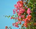 Bouganvilla Bush Royalty Free Stock Photo