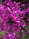 Bouganvilla flower background-nature Royalty Free Stock Photo