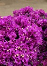 Bouganvilla flowers Royalty Free Stock Photo