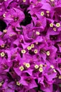 Bouganvilla flowers Royalty Free Stock Photo