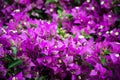 Bouganville in Bloom Royalty Free Stock Photo