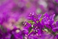 Bouganville flower at a garden Royalty Free Stock Photo
