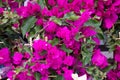 Pink Bouganvillea