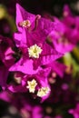 Bouganvillea Royalty Free Stock Photo