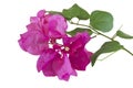 Bouganvillea flower Royalty Free Stock Photo