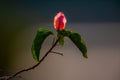 Bouganvillea flower