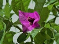 Bouganvillea flower