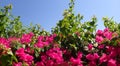 Bouganvillea flower from the egypt