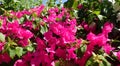 Bouganvillea flower from the egypt Royalty Free Stock Photo