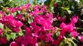 Bouganvillea flower from the egypt