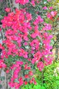 Bouganvillea Flower